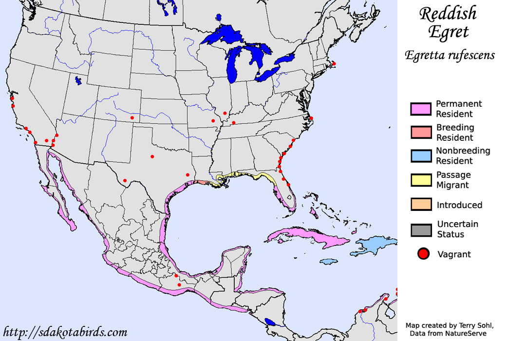 Reddish Egret - North American Range Map
