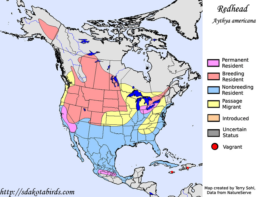 Range Map - Redhead Duck