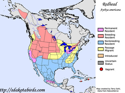 Redhead - Range Map