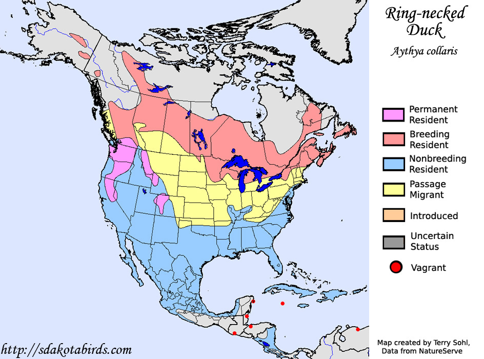 Ringnecked Duck Species Range Map