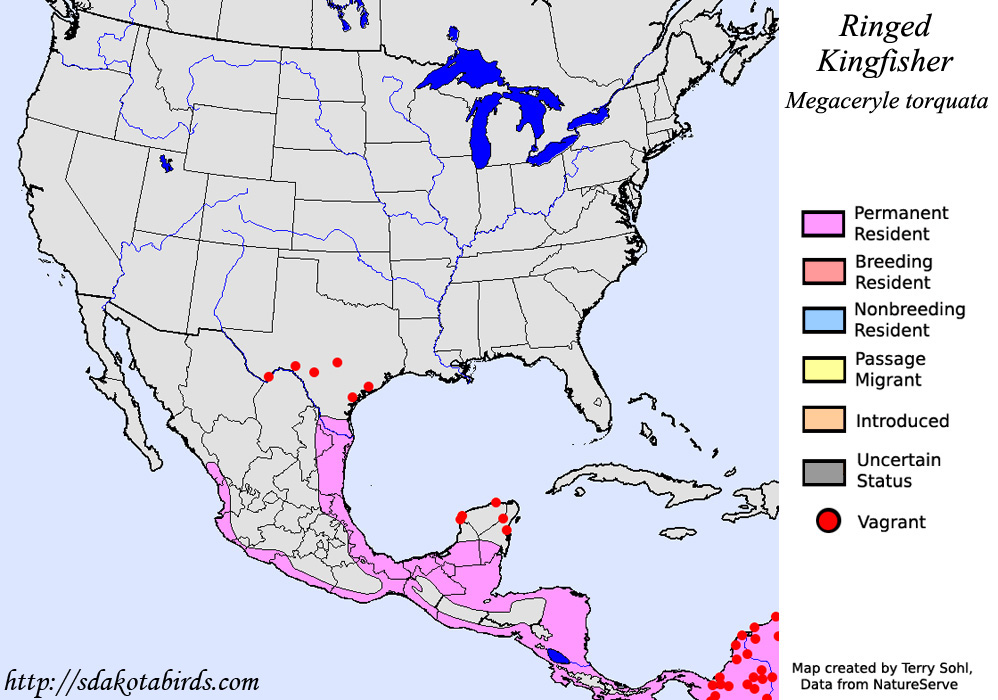 Ringed Kingfisher - North American Range Map