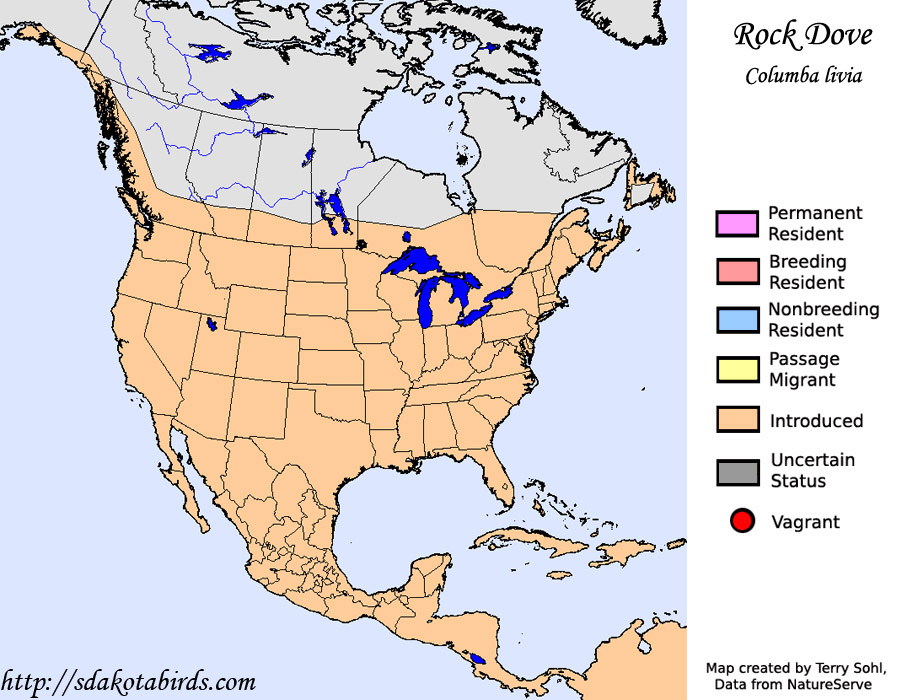 Rock Dove - Range Map