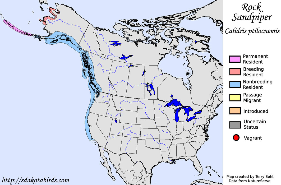 Rock Sandpiper - North American Range Map