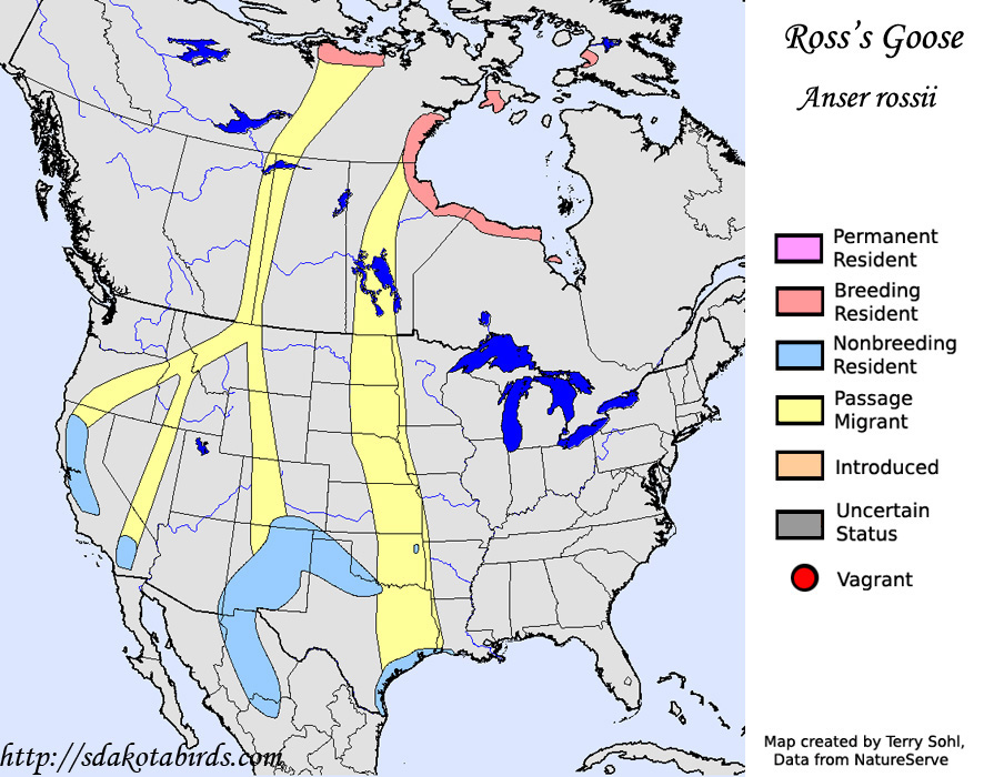 Ross's Goose - Range Map