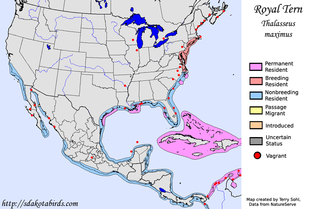 Royal Tern - North American Range Map