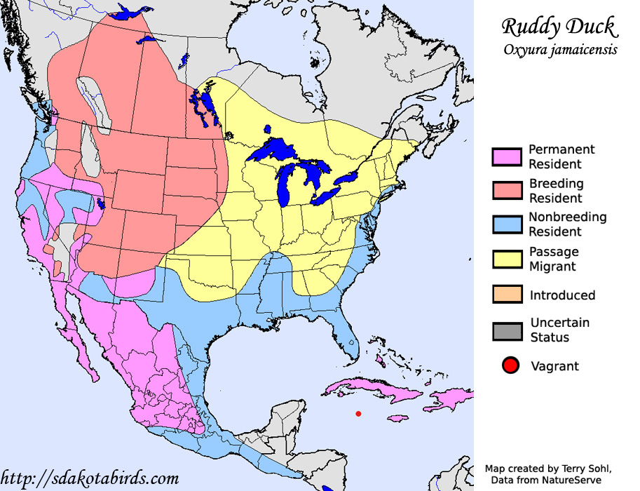 Ruddy Duck - Range Map
