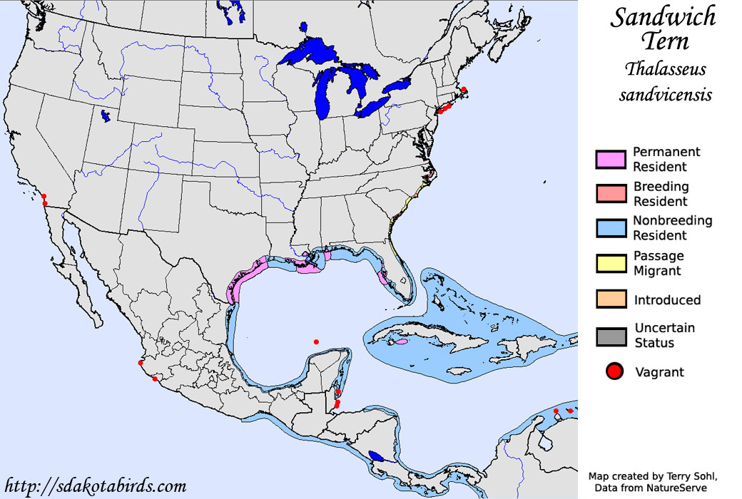 Sandwich Tern - North American Range Map
