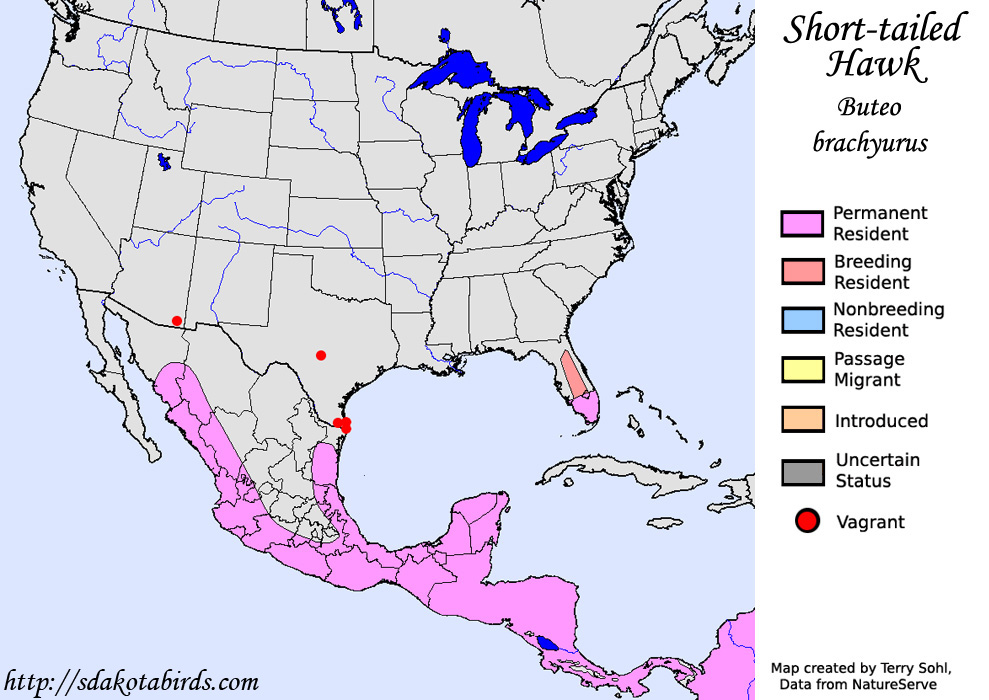 Short-tailed Hawk - North American Range Map