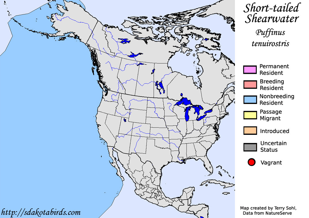 Short-tailed Shearwater - North American Range Map