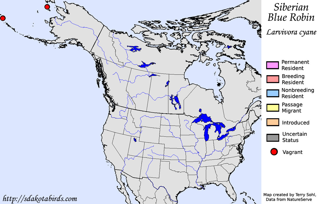 Siberian Blue Robin - North American Range Map