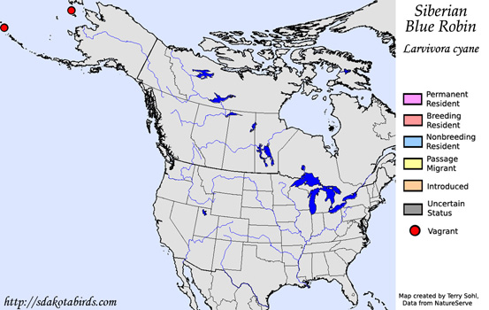 Siberian Blue Robin - Range Map