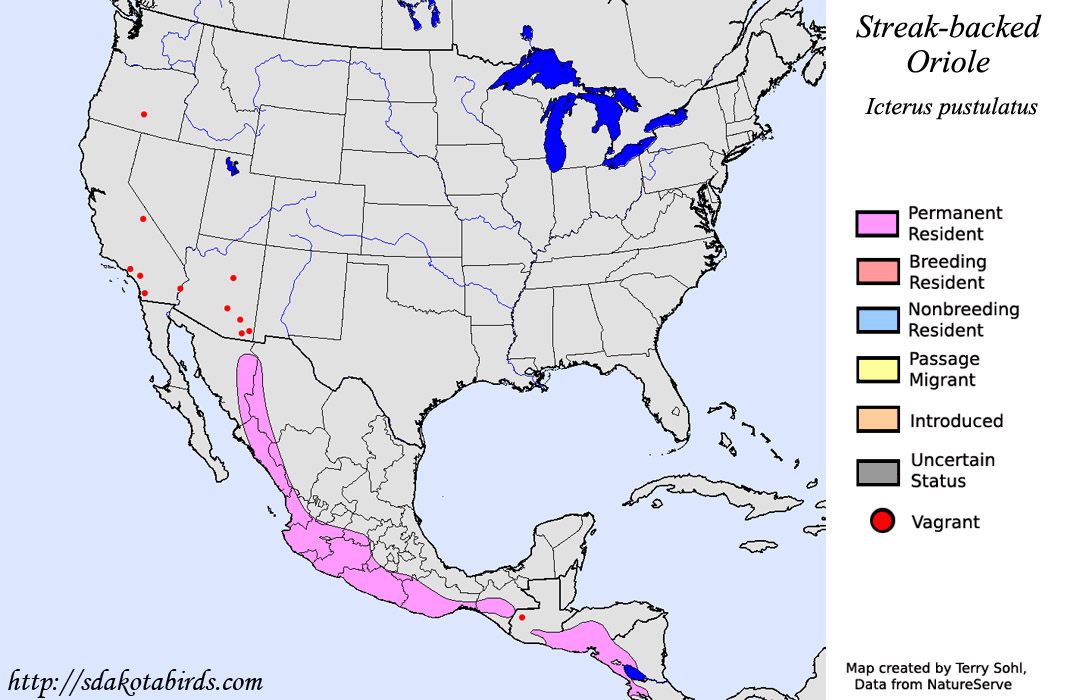 Streak-backed Oriole - North American Range Map