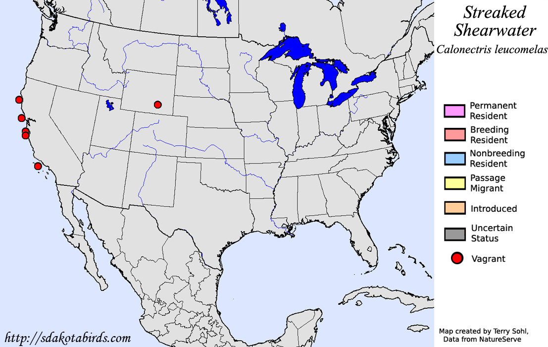 Streaked Shearwater - North American Range Map