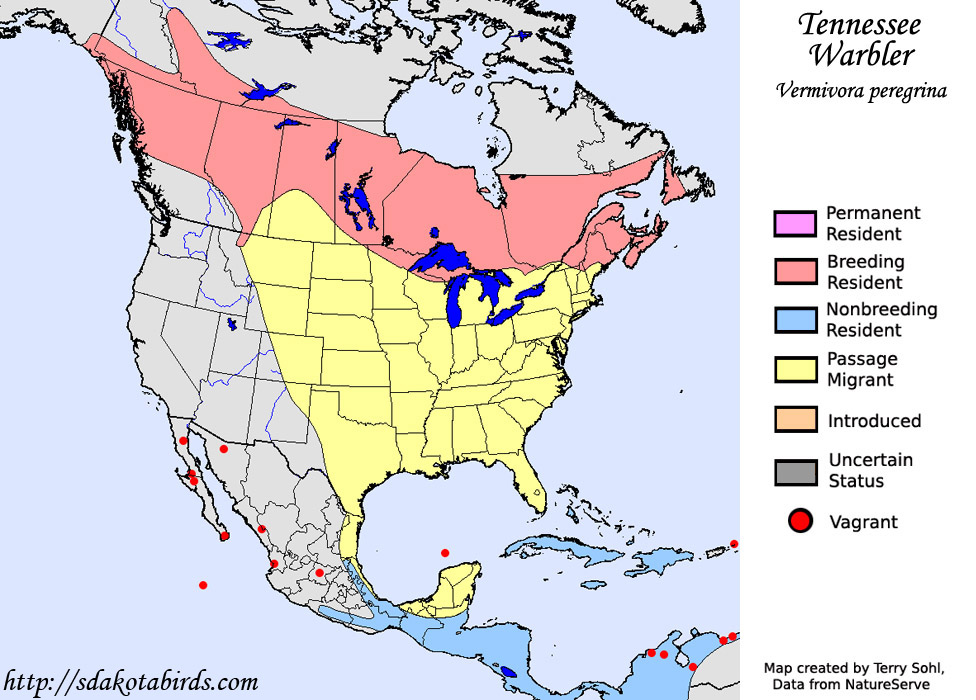 Tennessee Warbler - Range Map