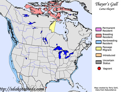 Thayer's Gull - Range Map