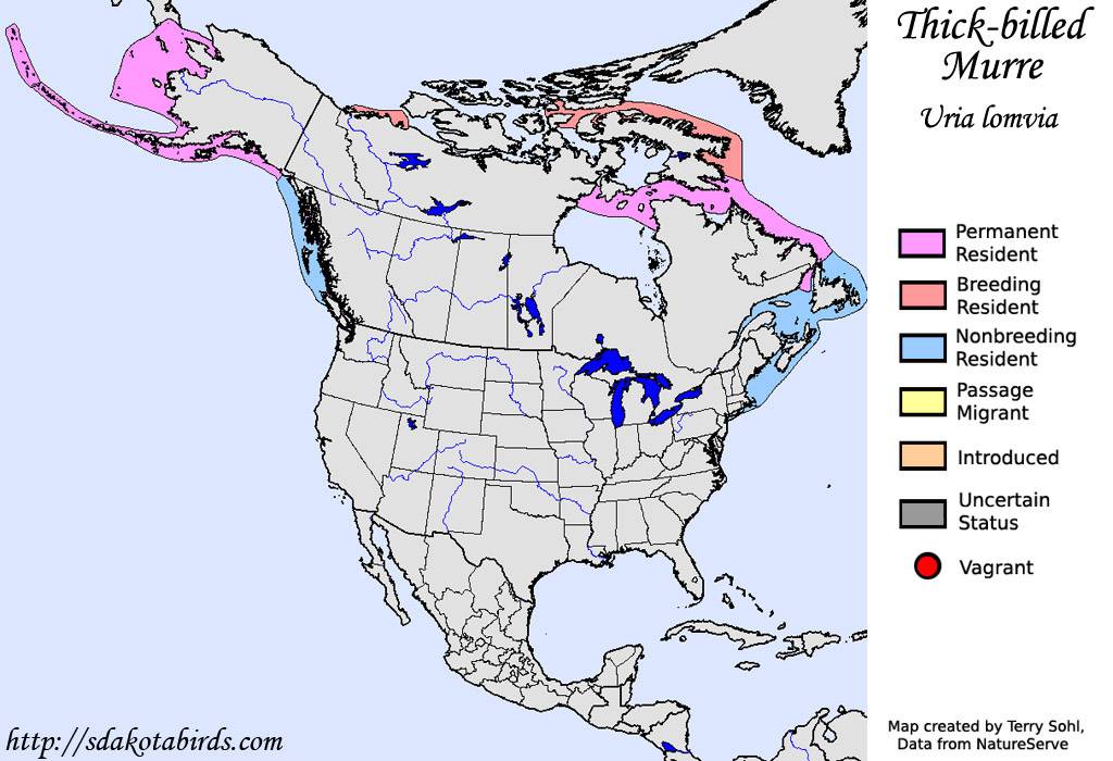 Thick-billed Murre - North American Range Map