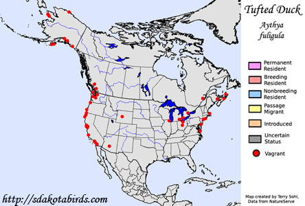 Tufted Duck - Range Map