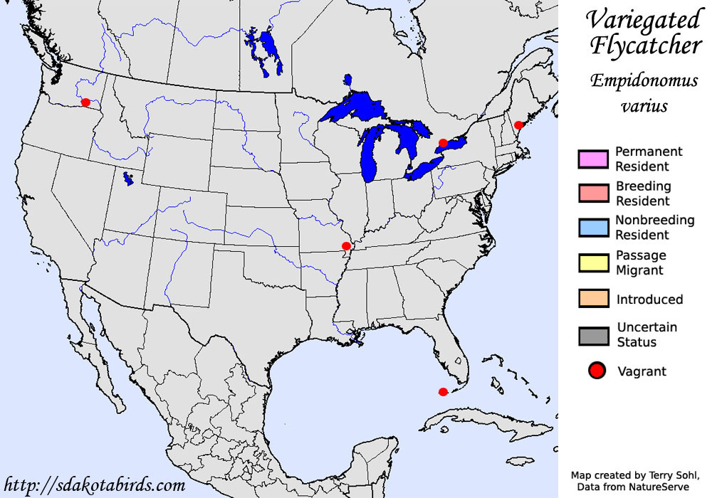 Variegated Flycatcher - North American Range Map
