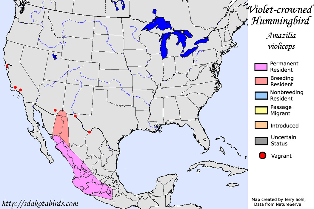 Violet-crowned Hummingbird - North American Range Map