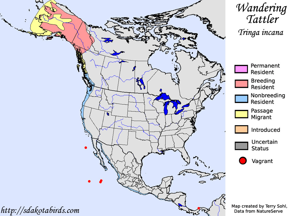 Wandering Tattler - North American Range Map