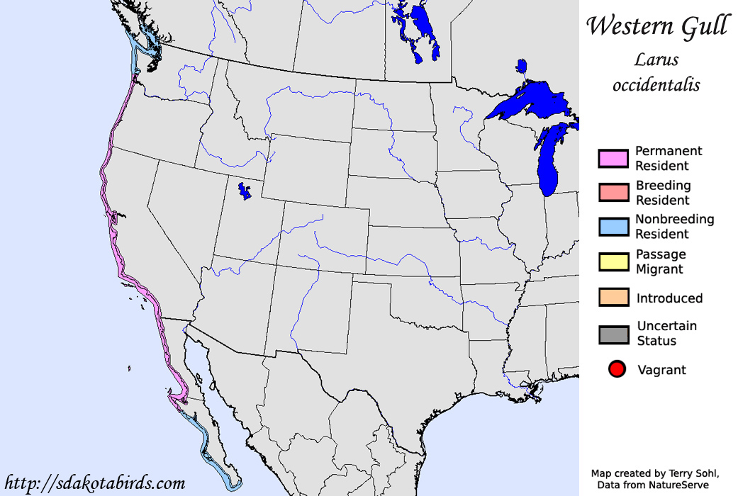 Western Gull - North American Range Map