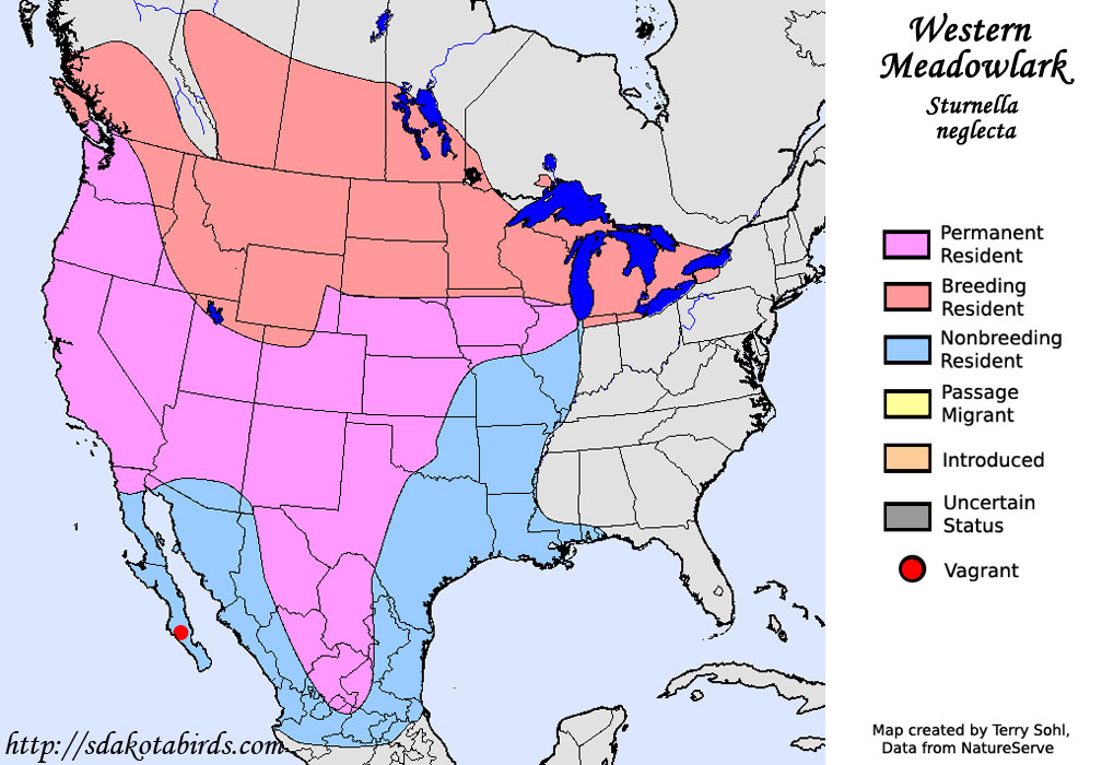 Western Meadowlark - Species Range Map