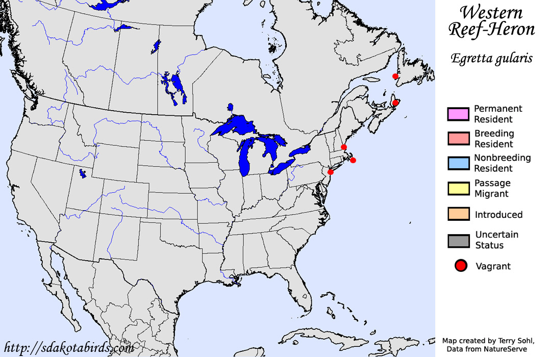 Western Reef-Heron - North American Range Map