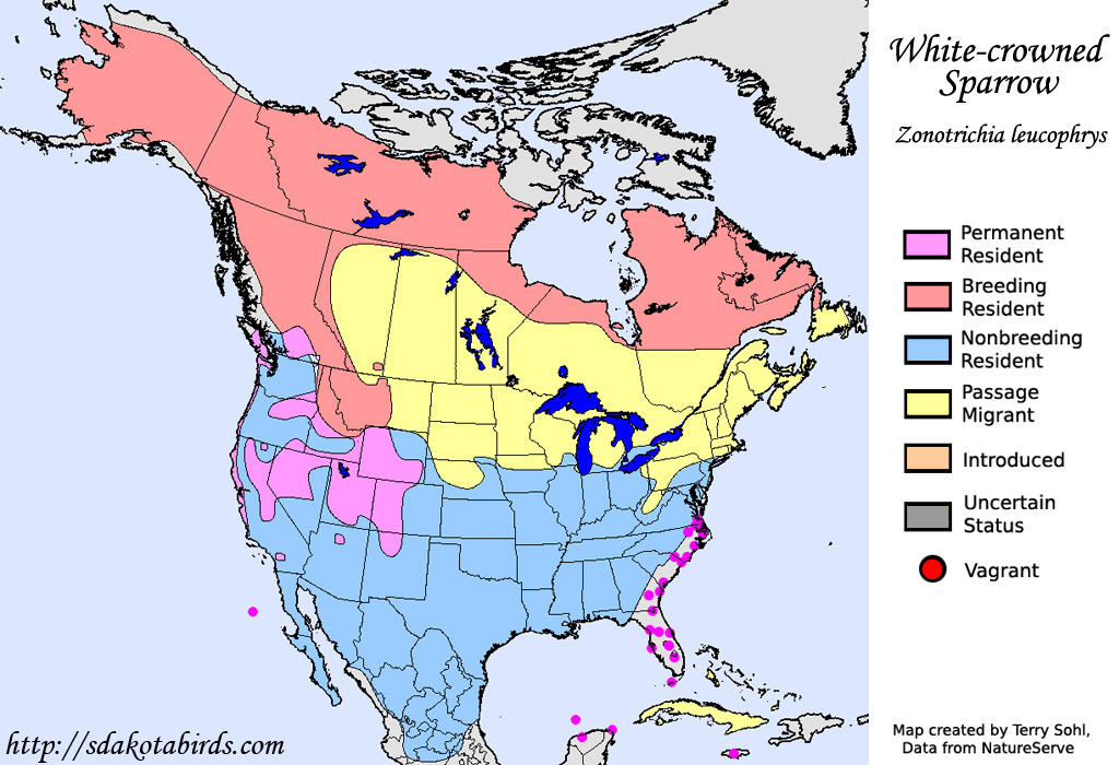 White-crowned Sparrow - North American Range Map