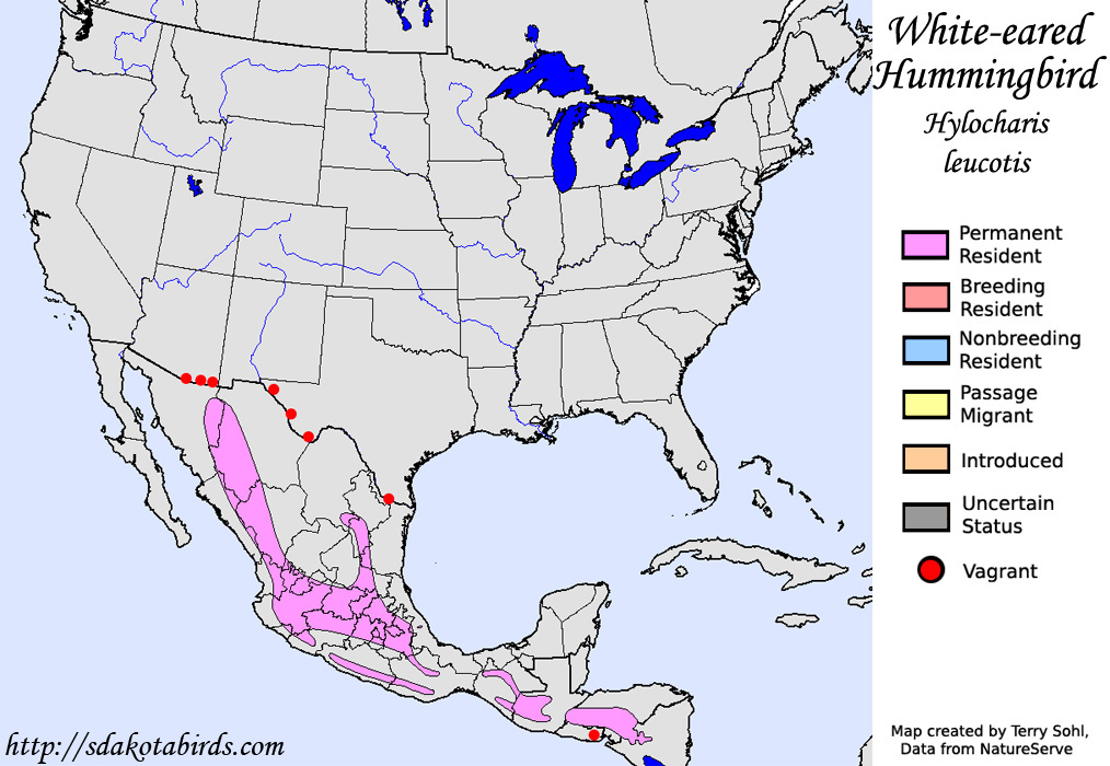 White-eared Hummingbird - North American Range Map