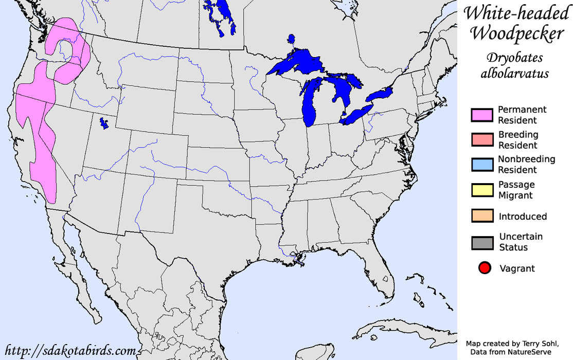 White-headed Woodpecker - North American Range Map
