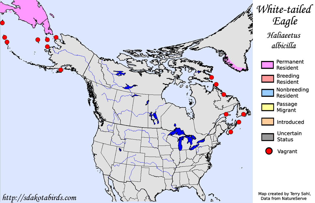 White-tailed Eagle - North American Range Map