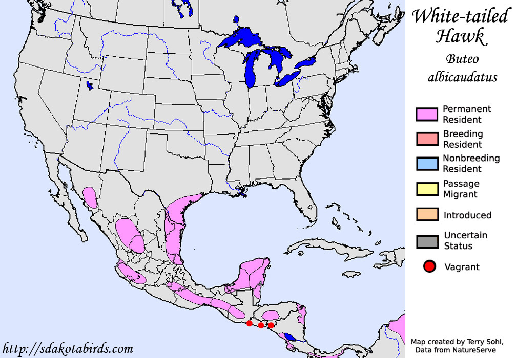 White-tailed Hawk - North American Range Map