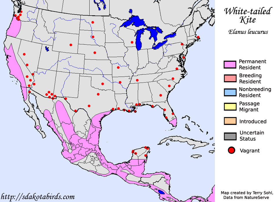 White-tailed Kite - Range Map