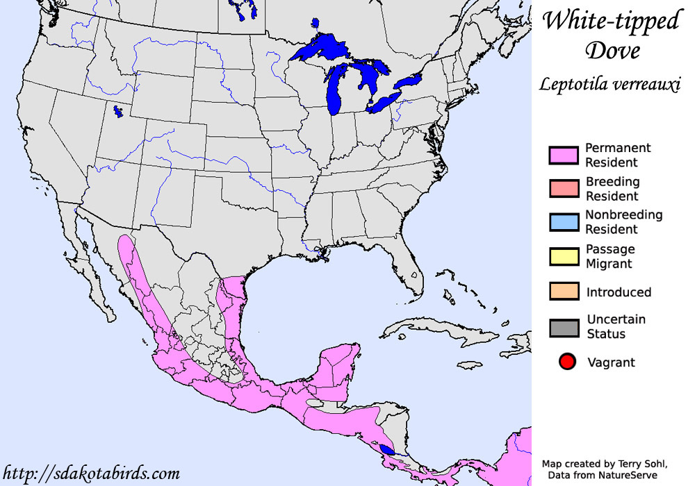 White-tipped Dove - North American Range Map