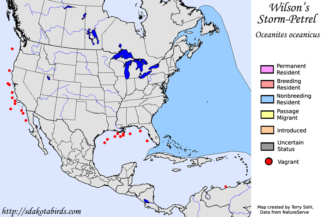Wilson's Storm Petrel - North American Range Map