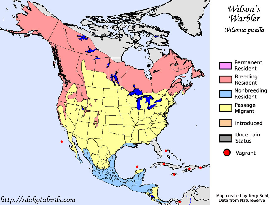Wilson's Warbler - Range Map