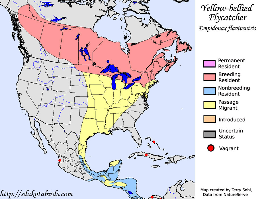 Yellow-bellied Flycatcher - Range Map