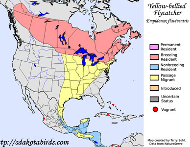 Yellow-bellied Flycatcher - Range Map