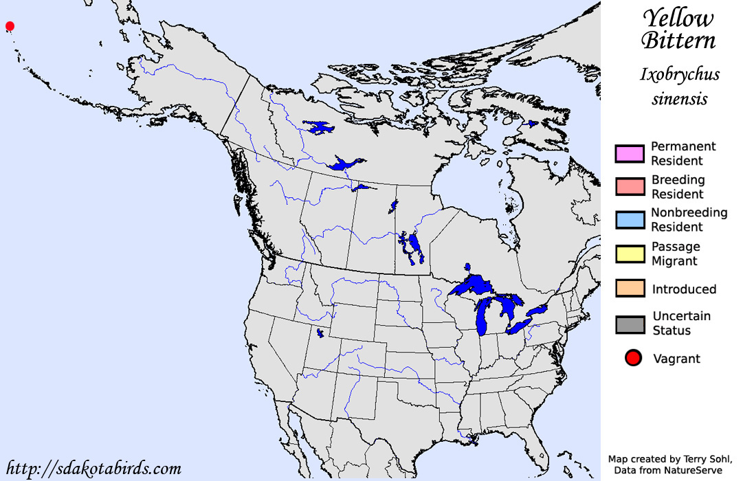 Yellow Bittern - North American Range Map