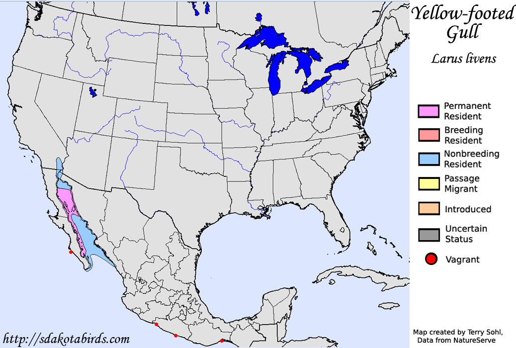 Yellow-footed Gull - North American Range Map