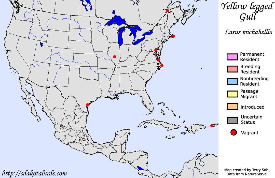 Yellow-legged Gull - North American Range Map