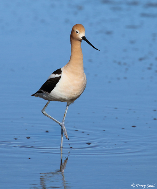 American Avocet - Recurvirostra americana