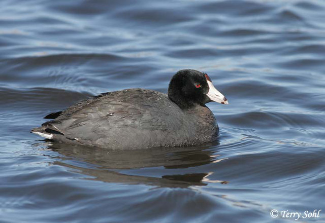 American Coot - Fulica americana