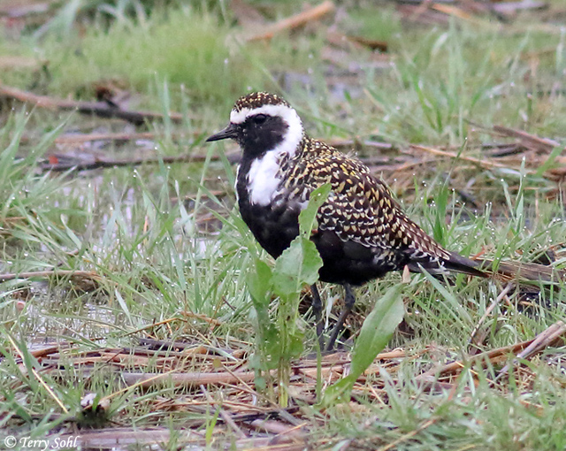 American Golden Plover - Pluvialis dominica