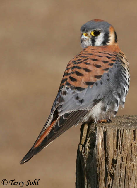 American Kestrel - Falco sparverius