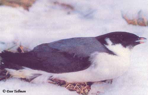 Ancient Murrelet - Synthliboramphus antiquus