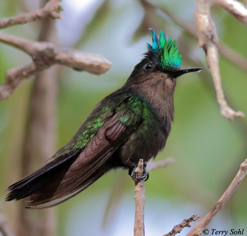 Antillean Crested Hummingbird - Orthorhyncus cristatus