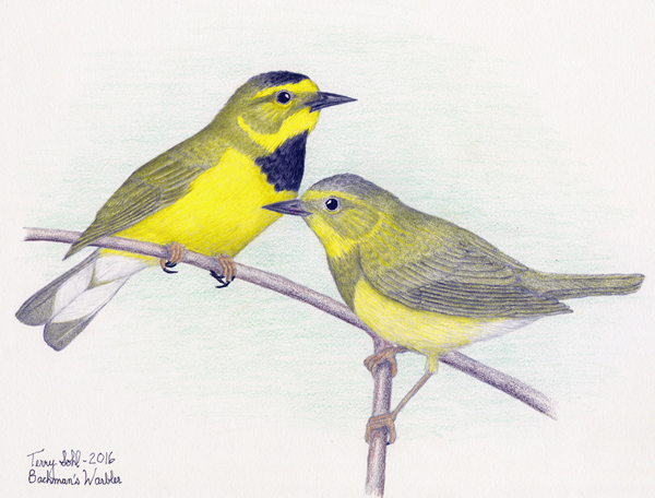 Bachman's Warbler - Vermivora bachmanii