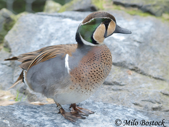 Baikal Teal - Anas formosa