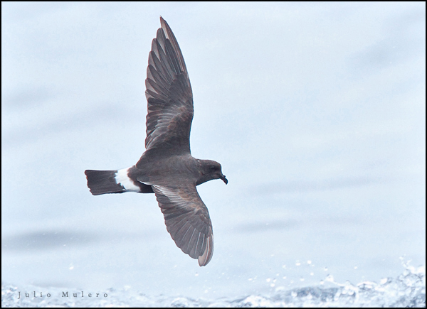 Band-rumped Storm-Petrel - Oceanodroma castro